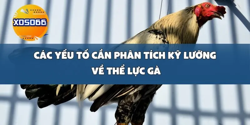 Các Yếu Tố Cần Phân Tích Kỹ Lưỡng Về Thể Lực Gà