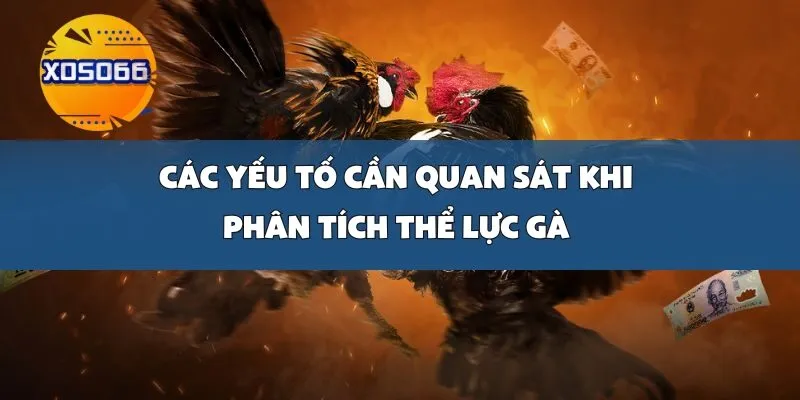 Các Yếu Tố Cần Quan Sát Khi Phân Tích Thể Lực Gà