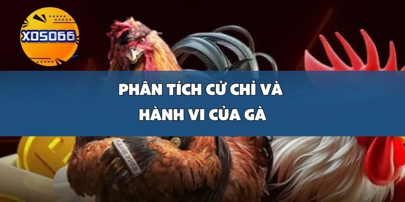 Phân Tích Cử Chỉ và Hành Vi Của Gà